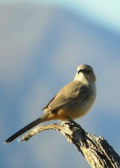 Le Conte's Thrasher